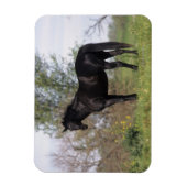 Magnet Flexible Cheval Thoroughbred debout (Vertical)