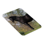 Magnet Flexible Cheval Thoroughbred debout (Côté Droit)