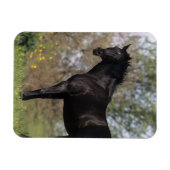 Magnet Flexible Cheval Thoroughbred debout (Horizontal)