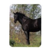 Magnet Flexible Cheval Thoroughbred debout (Vertical)