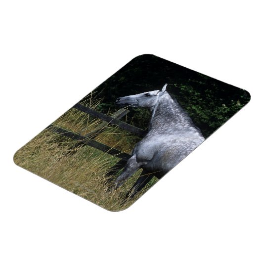 Magnet Flexible Cheval Thoroughbred debout à la clôture (Côté Gauche)