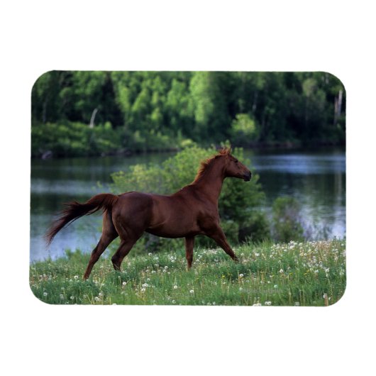 Magnet Flexible Cheval Thoroughbred debout en fleurs (Horizontal)