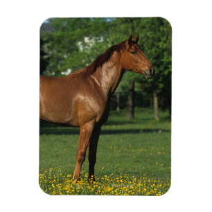 Magnet Flexible Cheval Thoroughbred en Fleurs
