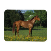 Magnet Flexible Cheval Thoroughbred en Fleurs (Horizontal)