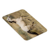 Magnet Flexible Cheval Traversant L'Herbe Des Prairies (Côté Droit)