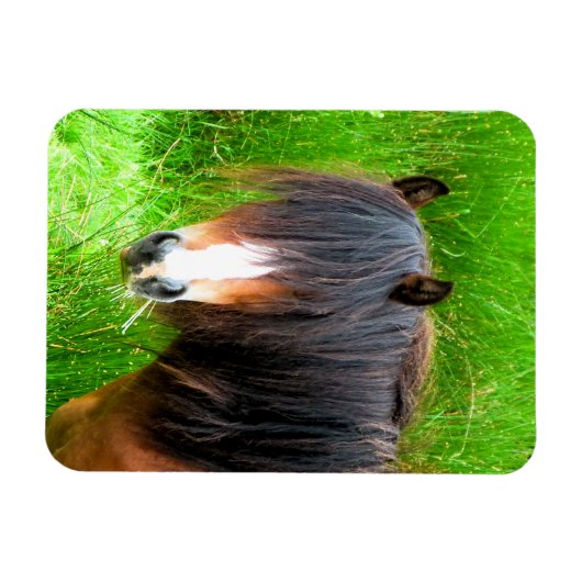 MAGNET FLEXIBLE CHEVAUX (Horizontal)