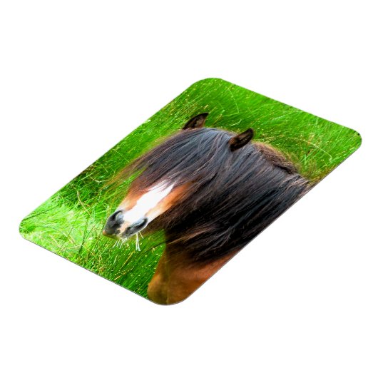 MAGNET FLEXIBLE CHEVAUX (Côté Gauche)