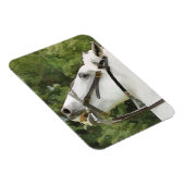 MAGNET FLEXIBLE CHEVAUX (Côté Droit)