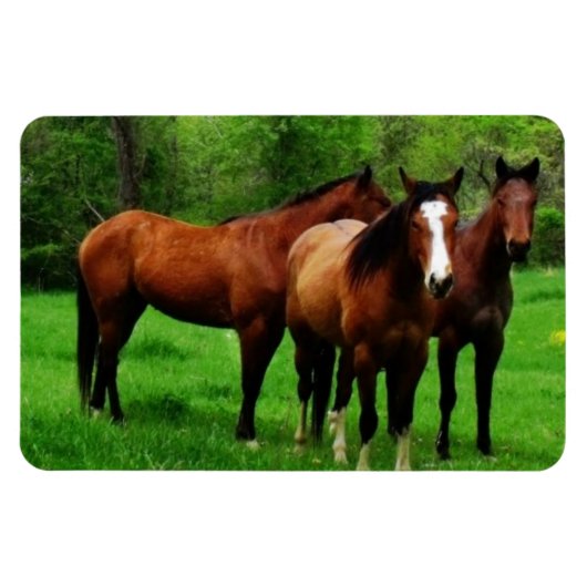 MAGNET FLEXIBLE CHEVAUX AMICAUX (Horizontal)