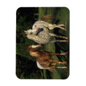 Magnet Flexible Chevaux Appaloosa (Vertical)