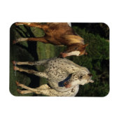 Magnet Flexible Chevaux Appaloosa (Horizontal)