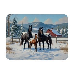Magnet Flexible Chevaux Appaloosa noirs sur une ferme en hiver