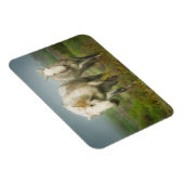 Magnet Flexible Chevaux blancs de Camargue à Field (Côté Droit)