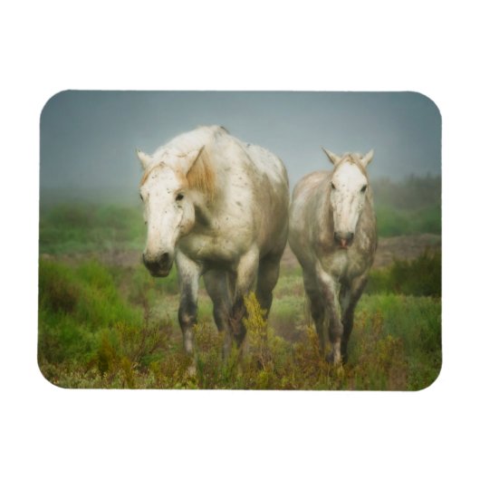 Magnet Flexible Chevaux blancs de Camargue en champ (Horizontal)
