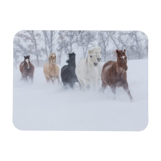 Magnet Flexible Chevaux courant à travers la neige (Horizontal)