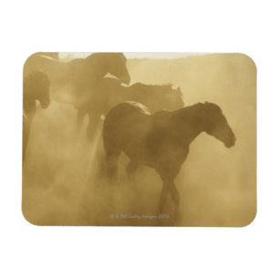 Magnet Flexible Chevaux dans le corral