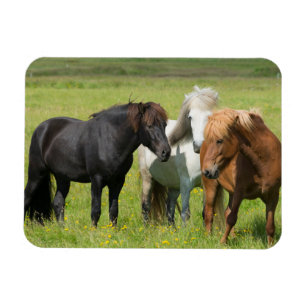 Magnet Flexible Chevaux dans le ranch, sud de l'Islande