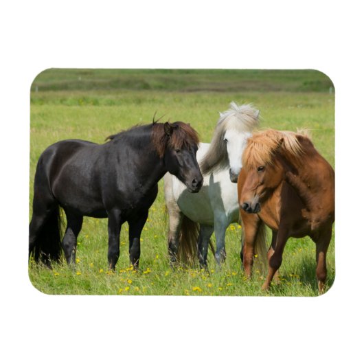 Magnet Flexible Chevaux dans le ranch, sud de l'Islande (Horizontal)