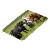 Magnet Flexible Chevaux dans le ranch, sud de l'Islande (Côté Gauche)
