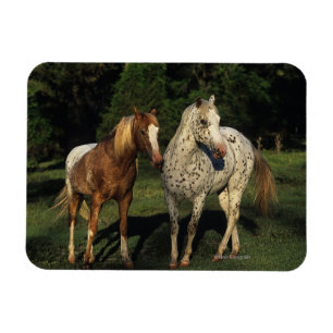 Magnet Flexible Chevaux d'Appaloosa