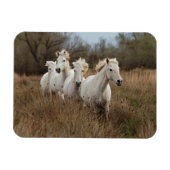 Magnet Flexible Chevaux de Camargue courant (Horizontal)