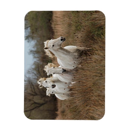Magnet Flexible Chevaux de Camargue courant (Vertical)
