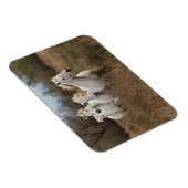 Magnet Flexible Chevaux de Camargue en course (Côté Droit)