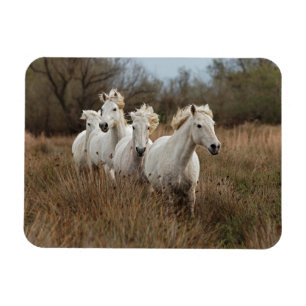Magnet Flexible Chevaux de Camargue en course