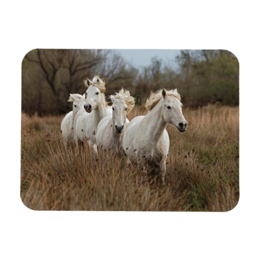 Magnet Flexible Chevaux de Camargue en course (Horizontal)