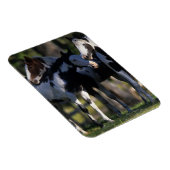 Magnet Flexible Chevaux de peinture (Côté Droit)
