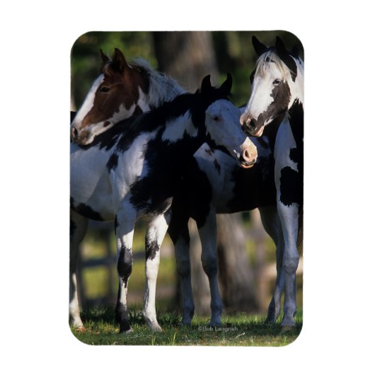 Magnet Flexible Chevaux de peinture (Vertical)