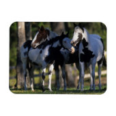 Magnet Flexible Chevaux de peinture (Horizontal)
