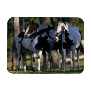 Magnet Flexible Chevaux de peinture