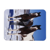 Magnet Flexible Chevaux de peinture debout dans la neige (Horizontal)