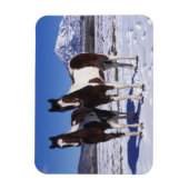 Magnet Flexible Chevaux de peinture debout dans la neige (Vertical)