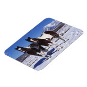 Magnet Flexible Chevaux de peinture debout dans la neige (Côté Gauche)