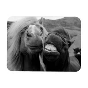 Magnet Flexible Chevaux de sourire des images   de Getty