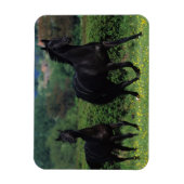 Magnet Flexible Chevaux de Thoroughbred en champ de fleurs (Vertical)