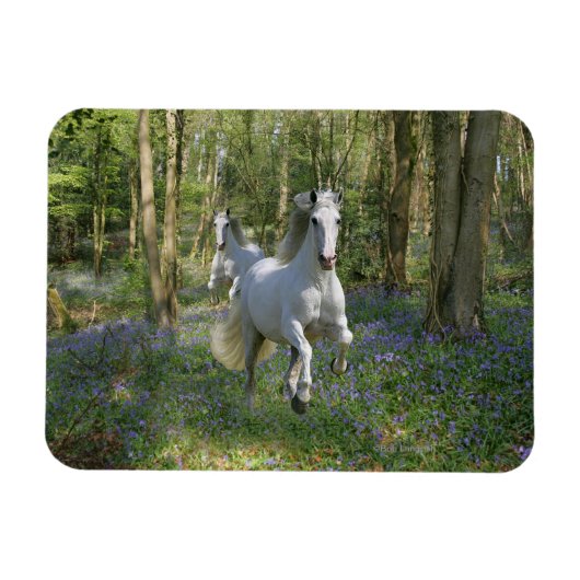 Magnet Flexible Chevaux d'Imaginaire : Bois de Bluebell (Horizontal)