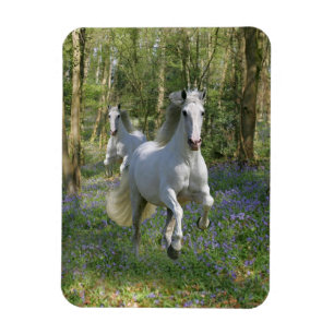 Magnet Flexible Chevaux d'imaginaire : Bois de jacinthe des bois