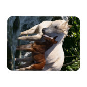 Magnet Flexible Chevaux d'Imaginaire : Cascade (Horizontal)