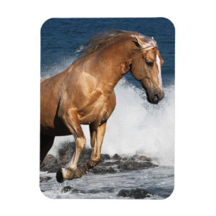 Magnet Flexible Chevaux d'imaginaire : Éclaboussure d'été