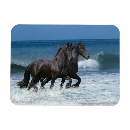Magnet Flexible Chevaux d'Imaginaire : Friesians & Sea (Horizontal)