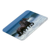 Magnet Flexible Chevaux d'Imaginaire : Friesians & Sea (Côté Gauche)
