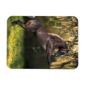 Magnet Flexible Chevaux d'Imaginaire : Prince Guerrier (Horizontal)