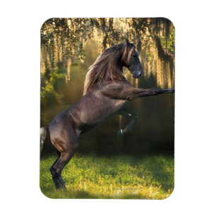 Magnet Flexible Chevaux d'Imaginaire : Prince Guerrier