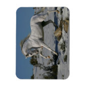 Magnet Flexible Chevaux d'Imaginaire : Roi de neige (Vertical)