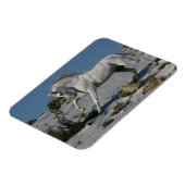 Magnet Flexible Chevaux d'Imaginaire : Roi de neige (Côté Gauche)