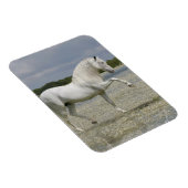 Magnet Flexible Chevaux d'Imaginaire : Seigneur du lac (Côté Droit)