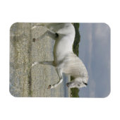 Magnet Flexible Chevaux d'Imaginaire : Seigneur du lac (Horizontal)